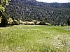 Meadow